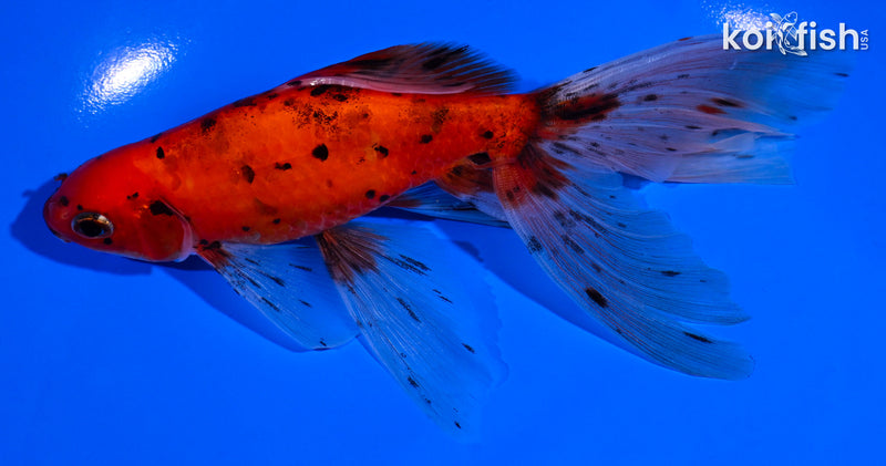 6.25" CALICO WATONAI GOLDFISH