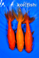 PACK OF (3) 5-5.5" WAKIN GOLDFISH