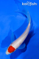 5" TANCHO KOHAKU BUTTERFLY
