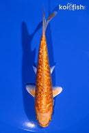 5.25" DOITSU ORENJI OGON
