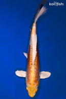 11.5" DOITSU LEMON HARIWAKE