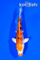 5.5" YAMATO NISHIKI
