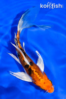 6" HEISEI NISHIKI BUTTERFLY