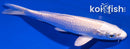 6.25" PLATINUM OGON