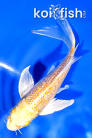 6" GINRIN YAMABUKI OGON BUTTERFLY