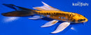 6.25" BENI KIKOKURYU BUTTERFLY