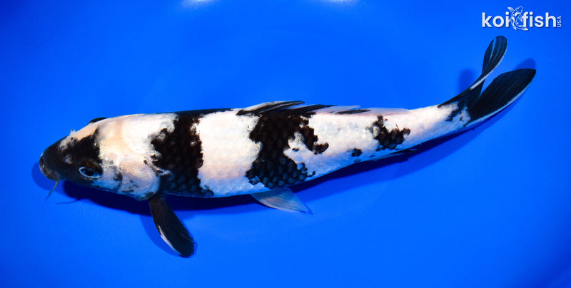 11.25" SHIRO UTSURI