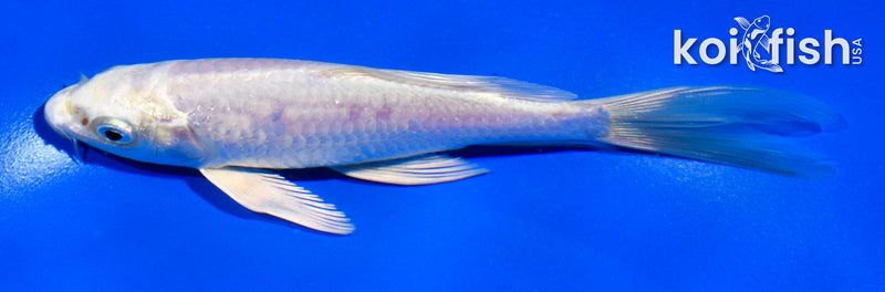 5" PLATINUM OGON BUTTERFLY