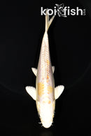 6" DOITSU LEMON HARIWAKE