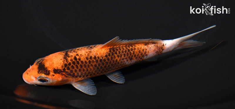 5" GOROMO
