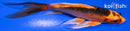 5.25" ORENJI MATSUBA BUTTERFLY