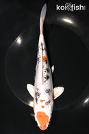 8.5" HEISEI NISHIKI