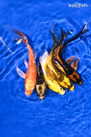 PACK OF (5) 5.25-5.75" BUTTERFLY KOI
