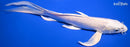 9.75" PLATINUM OGON BUTTERFLY