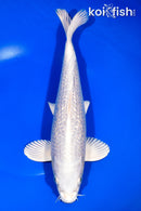 11.5" GINRIN PLATINUM OGON