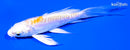 4.75" DOITSU LEMON HARIWAKE BUTTERFLY