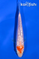 4.75" GINRIN KOHAKU