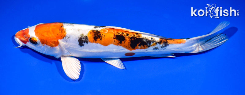 8.5" HEISEI NISHIKI