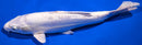10.25" DOITSU PLATINUM OGON