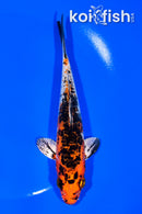 6.25" YAMATO NISHIKI