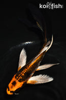 5.5" ARAGOKE BENI KIKOKURYU BUTTERFLY