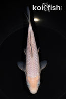 6.5" SORAGOI