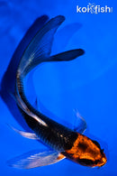 5.5" BENI GINGA BUTTERFLY