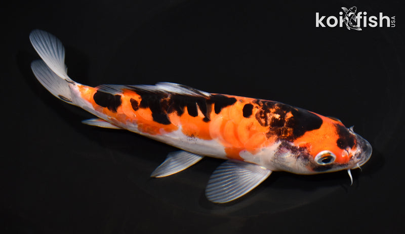 7.25" ARAGOKE BENI KUMONRYU
