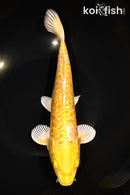 11.25" GINRIN YAMABUKI OGON