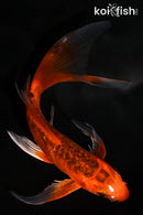 5.5"  DOITSU AKA MATSUBA BUTTERFLY