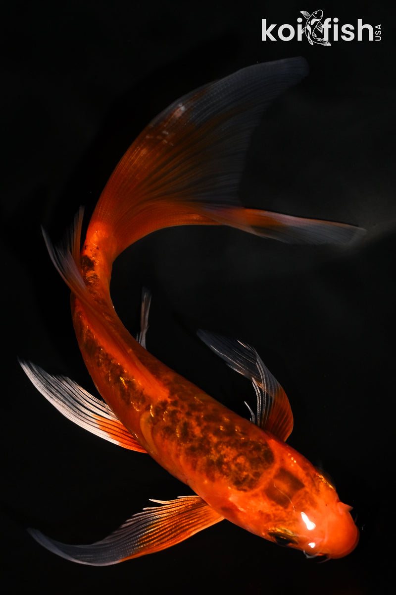 5.5"  DOITSU AKA MATSUBA BUTTERFLY