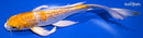 8" GINRIN HARIWAKE BUTTERFLY