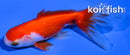 3.75" WATONAI GOLDFISH