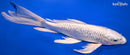 9.75" GINRIN PLATINUM OGON BUTTERFLY