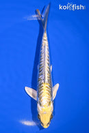 6.25" KIN KIKOKURYU