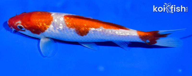 6.5" GINRIN SANDAN KOHAKU