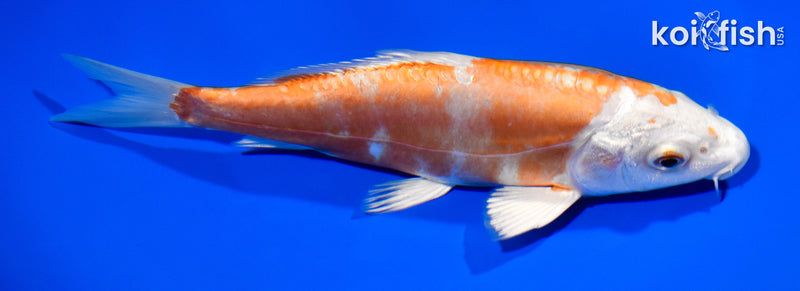 7" KIKUSUI