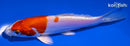 5.5" KIKUSUI
