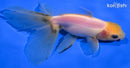 5.25" ORANDA GOLDIFSH