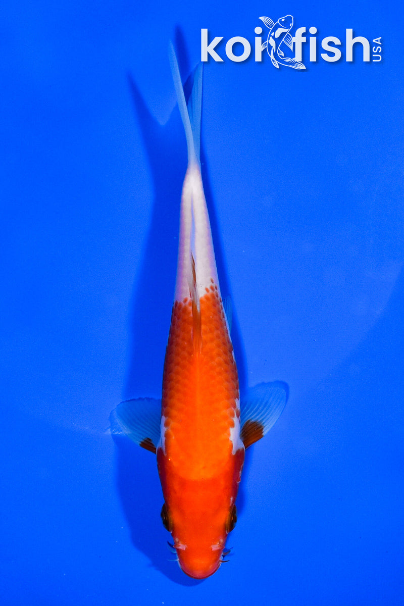 5.5" KOHAKU