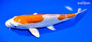 9.75" KIKUSUI