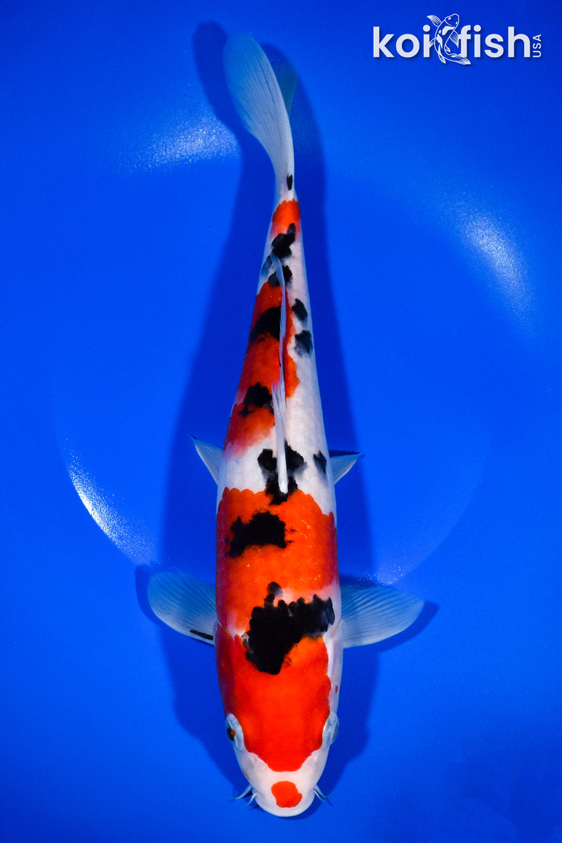 11.25" SANKE