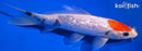 7.5" GINRIN TANCHO KOHAKU