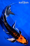 8" BENI KIKOKURYU BUTTERFLY