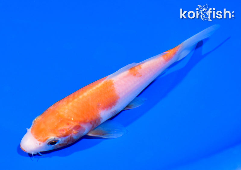5.25" SANDAN KOHAKU