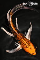 9.5" BENI KIKOKURYU BUTTERFLY