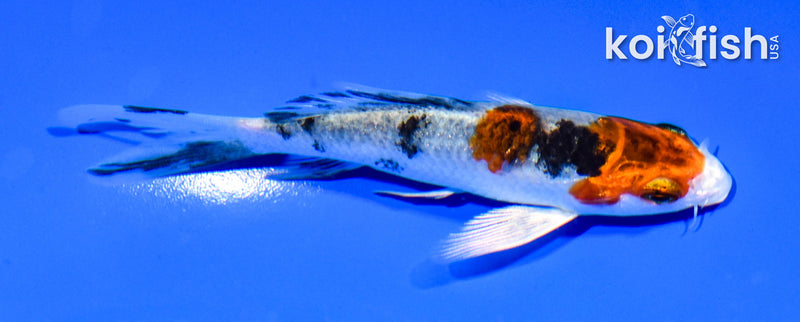 4.5" YAMATO NISHIKI BUTTERFLY