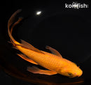 9.75" CHAGOI BUTTERFLY
