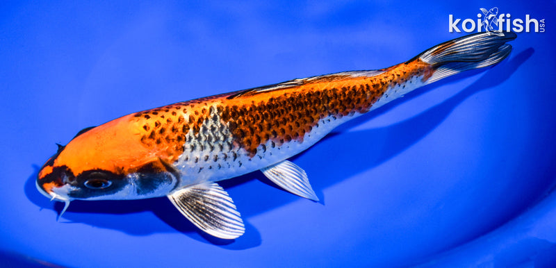 8.75" BENI GINGA
