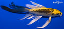 5.25" KIN KIKOKURYU BUTTERFLY